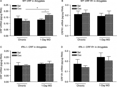 Figure 3.  mRNA levels of corticotropin-releasing factor (CRF) (A,C) and CRF1 receptor (B,D) in the Amy of WT and tPA-deficient (tPA − / − ) mice were examined 30 min after 14 days of chronic “binge” pattern cocaine administration (Chronic Coc) and 1 day after 14 days of Chronic Coc as 1-day WD. Data in the graph are presented as mean ± SEM. (A) In the Amy of WT mice, significant differences are indicated: +p < 0.05 between 1-day WD vs. chronic cocaine (Chronic Coc) groups; *p = 0.06 between 1-day WD from cocaine (1-day WD Coc) and 1-day WD from saline (1-day WD Sal) groups. (B) No significant differences in CRF1 receptor mRNA levels in WT mice were observed at either of the time points examined. (C,D) No significant differences in mRNA levels of either CRF or CRF1 receptor in tPA − / − mice were observed at either of the time points examined (n = 4–6/group).
