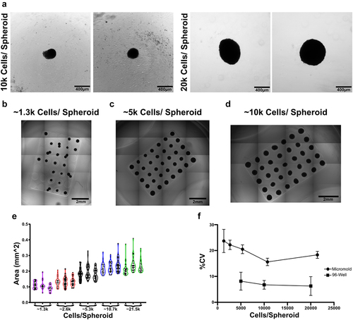 Figure 5. Spheroid production via round bottom plate yields more consistent spheroid sizes. (a) Representative images of 10,000 and 20,000 cell spheroids formed within 96-well spheroid plates followed by (b) 1,300, (c) 5,000, and (d) 10000 cell spheroids formed within agarose micromolds. (e) Cross-sectional area of spheroids generated in micromolds. Each group consists of 25–35 individual spheroids. (f) To highlight spheroid size variability across formats, the coefficient of variation of spheroid areas were compared. Data points represent mean and error bars are SD.