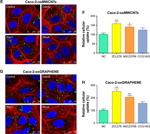 Figure 6 The endocytosis of oxMWCNTs and oxGRAPHENE in Caco-2 cells after down-regulation of Cdc42, Rac1, and RhoA. (A–D) CLSM images of endocytosis and relative cellular uptake of oxMWCNTs or oxGRAPHENE in wild and Rho GTPase-silenced Caco-2 cells. (E–H) CLSM images of endocytosis and relative cellular uptake of oxMWCNTs or oxGRAPHENE in Caco-2 cells after inactivation of Cdc42, Rac1, and RhoA. Data were expressed as mean ± SE, n (indicates different cells) ≥30 (*P<0.05; ***P<0.001).Abbreviations: MWCNTs, multi-walled carbon nanotubes; CLSM, confocal laser scanning microscopy; NC, negative control.