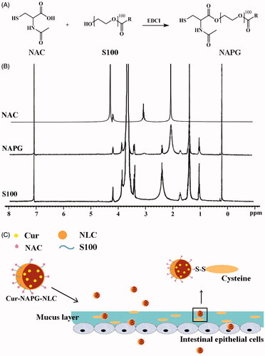 Figure 1. (A) Synthesis of NAPG; (B) 1H-NMR spectrum of NAC, S100, and NAPG in D2O at 25 °C; (C) schematic illustration of Cur-NAPG-NLC for oral delivery of Cur by the formation of disulfide bond between NAPG with cysteine in mucus layer and PEG coating.