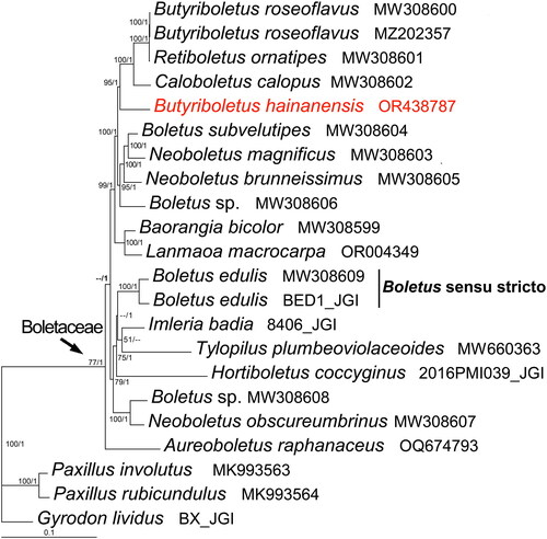Figure 3. Phylogenetic tree of Butyriboletus hainanensis and related taxa based on Bayesian inference (BI) and maximum-likelihood (ML) analyses of 15 protein coding genes (atp6, atp8, atp9, cob, cox1, cox2, cox3, nad1, nad2, nad3, nad4, nad4L, nad5, nad6, and rps3). The GenBank accession number from NCBI or the information of voucher specimen from JGI, along with the corresponding references (if any), are provided after the species names. The newly sequenced mitogenome is marked in red. Numbers near the nodes indicate bootstrap support values (>50%) and posterior probabilities (>0.95). The scale bar refers to 0.1 nucleotide substitutions per character.