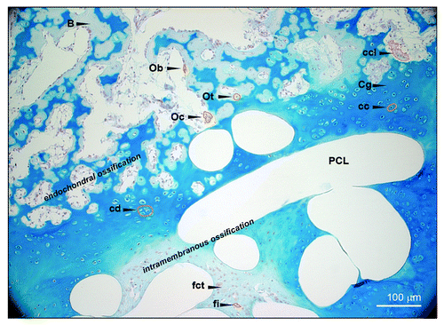 Figure 7. Alcian blue staining. Morphological identification of different cell types (orange circles) and ossification areas (endochondral or intramembranous) within the scaffold. (original magnification 100x). Ob, osteoblast; Oc, osteoclast; Ot, osteocyte; B, bone; fi, fibroblast; fct, firm connective tissue; Cg, cartilage; mL, chondrocyte; ccl, chondroclast; cd, chondrone.