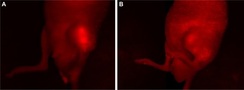 Figure 2 In vivo images by Maestro In Vivo Imaging System.