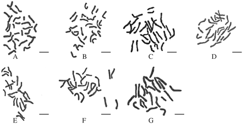 Fig. 1. Chromosomes of seven cultivars A: Arkle (2n = 28); B: Fortissimo (2n = 28); C: Pink Charm (2n = 28); D: Mary Bcharmon (2n = 24); E: Barret Browing (2n = 24); F: Romance (2n = 24); G: Dutch Master (2n = 24). The label length was 10μm of the lines in the graphs.