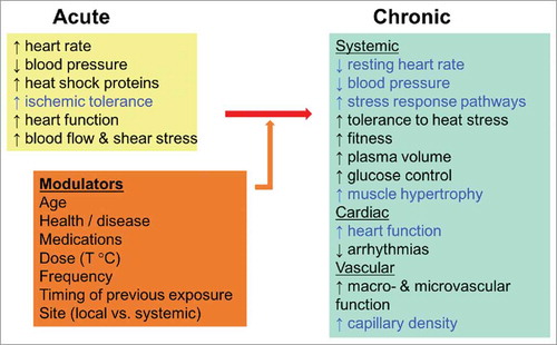 Figure 1. Effects of passive heat and the relationship between acute exposure and chronic adaptation. Black text indicates clear experimental evidence to support this effect. Blue text indicates emerging evidence (primarily from animal models) to support this effect.