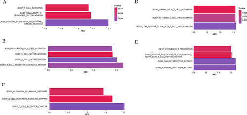 Figure 6 Gene sets enrichment analysis (GSEA) results. (A). GSEA results of podocytes in human snRNA-seq dataset; (B). GSEA results of PCT in human snRNA-seq dataset; (C). GSEA results of In. PCT in human snRNA-seq dataset; (D). GSEA results of PCT in mice scRNA-seq dataset; (E). GSEA results of In. PCT in mice scRNA-seq dataset.