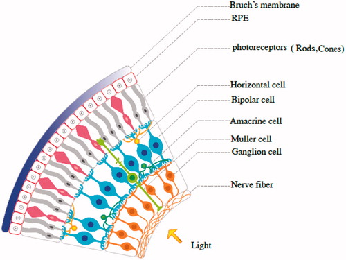 Figure 2. The retinal neurons are classified into three main types including: primary sensory cells (rods and cones), interneuron cells (amacrine cells, bipolar cells and horizontal cells) and output neurons: retinal ganglion cells (RGCs). The cell types are distributed in a manner that the entire retina is fully occupied with the cell types. RPE: retinal pigment epithelium.