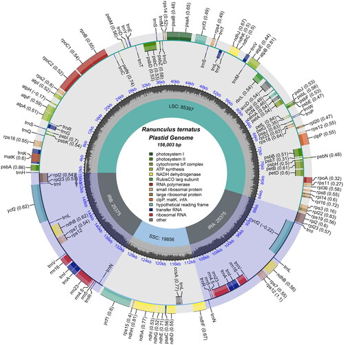 Figure 2. The chloroplast genome map of R. ternatus. Genes on the inside of the circle are transcribed in a clockwise direction and genes on the outside of the circle are transcribed in a counter-clockwise direction. The optional codon usage bias is displayed in the parenthesis after the gene name. The small grey bar graphs inner circle shows the GC contents. Genes are color-coded by their functional classification. The functional classification of the genes is shown in the center.