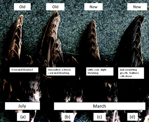 Figure 2. Wings of adult Atlantic Puffins from south-east Scotland. (a) July with old primaries, (b) March with very old primaries not replaced since the previous summer, (c) March with new primaries with some bleaching, perhaps replaced early in the nonbreeding season and (d) March with new primaries that have just completed their growth. (Photo: Anke Addy)