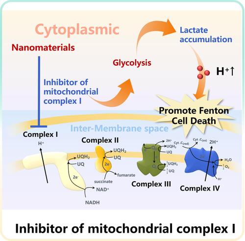 Figure 4 Mechanism diagram of promoting pH reduction by Inhibitor of mitochondrial complex I.