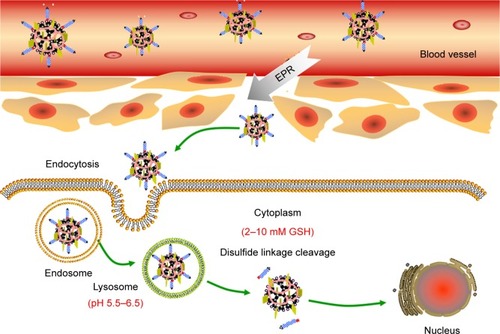 Figure 1 Schematic diagram of the self-assembly DHP nanocomplexes to enhance the antitumor activity.Notes: DHP nanocomplexes accumulate in the tumor via the EPR effect and actively target tumor cells due to its high-affinity interactions with expressed integrin ανβ3. The nanocomplexes enter the cell by endocytosis, then rapidly escape from endosomes by the “proton sponges” mechanism. PEG chains can be cleaved from PAMAM due to the high concentration of GSH in the cytoplasm. Finally, the plasmid DNA is delivered to the nucleus with the help of HMGB1 due to its nuclear locating ability.Abbreviations: DHP, pDNA/HMGB1/PSSP-RGD; EPR, enhanced permeability and retention effect; GSH, glutathione; HMGB1, high mobility group box 1; PAMAM, polyamidoamine; PEG, polyethylene glycol; PSSP-RGD, PAMAM-SS-PEG-arginine-glycine-aspartate.