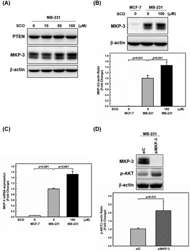 Figure 4. Scoparone (SCO)-induced expression of mitogen-activated protein kinase phosphatase-3 (MKP-3) inhibits AKT phosphorylation in human breast cancer cells. (A) MDA-MB-231 (MB-231) cells were treated with various concentrations of SCO for 24 h, followed by using western blot analysis with the indicated antibodies. (B) MDA-MB-231 (MB-231) cells were treated with vehicle (DMSO) or SCO (100 μM) for 24 h. MKP-3 expression was measured using western blotting analysis. The β-actin protein level was considered as a loading control. (C) The mRNA expression of MKP-3 was detected by real-time polymerase chain reaction. 18S ribosomal RNA was used as an internal control. (D) MDA-MB-231 (MB-231) cells were transfected with either non-targeting siRNA (siC) or siRNA directed against MKP-3 (siMKP-3) for 48 h. MKP-3, p-AKT, and β-actin levels were assessed using western blot analysis. All Data are represented as the mean ± standard deviation (n = 3).