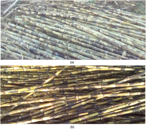 Figure 2. (a) Unburned sugarcane at Finchaa sugarcane plantation site. (b) Burned sugarcane at Finchaa sugarcane plantation site.