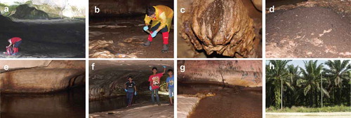 Figure 1. Madai Cave. A. Cave entrance. B. Researcher collecting guano sample. C. Speleothem. D. Guano pile. E. Cave stream deep in the cave. F. Village children playing near the cave entrance. G. Visible graffiti on cave wall. H. Land use for palm oil surrounding Baturong Madai Forest Reserve