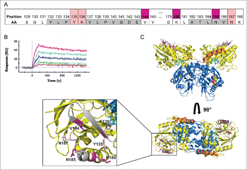 Figure 4. The MEDI9447 epitope is positioned at the apex of the N-terminal domain. (A) Evaluation of MEDI9447 binding to a panel of CD73 knockout and knock-in variants (see Fig. S2 and Supplementary Table 1) revealed 6 residues that constitute the interaction site. Two of the 3 most impactful residues (magenta) are located outside the HDX interface regions (gray). Three less crucial residues (pink) are located within the HDX interface. (AA, amino acid). (B) Knocking in N185 and V144 (K180 is conserved) to a CD73 construct encoding chicken N- and C-terminal domain sequence confers binding to within fold20- the KD for wild-type human CD73 (MEDI9447 dilutions from 5 nM to 0.3 nM; compare to Fig. 2A). (C) Crystal structure of the open conformation of CD73 showing the position of the epitope at the apical, lateral surface of the N-terminal domain. The CD73 N-terminal domain, linker region, and C-terminal domain are depicted in yellow, orange, and blue, respectively. Residues mediating binding are colored as in (A) and shown in blowout, top view. The location of the MEDI9447 epitope is distant from the substrate binding site (adenosine depicted in spheres, C-terminal domain) and the zinc ion coordination site (side chains in cyan, N-terminal domain).