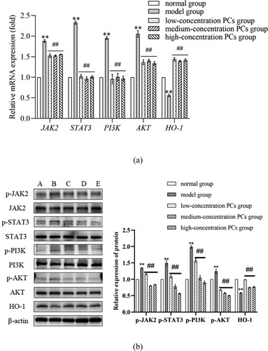 Figure 6. Expression of mRNA/protein different-concentration groups. (a) The mRNA relative expression of OS/inflammatory indicators in different groups; (b) The protein expression of OS/inflammatory indicators in different groups. A: normal group, B: model group, C: low-concentration PCs group, D: medium-concentration PCs group, E: high-concentration PCs group.Note: Compared with the normal group, **P < 0.01; Compared with the model group, #P < 0.05, ##P < 0.01.