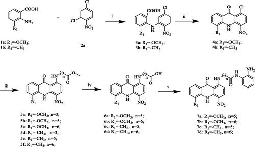 Scheme 1. Reagents and conditions: (i) K2CO3, Cu, 130 °C, DMF, overnight; (ii) H2SO4, 80 °C, reflux, 4 h; (iii) Methyl 4-aminobutyrate hydrochloride or its derivatives, 2-ethoxyethanol, Et3N, 90–100 °C, overnight; (iv) NaOH/H2O, 80 °C, 6h; (v) HATU, DIPEA, o-phenylenediamine, DMF, DCM, room temperature, overnight.