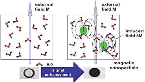 Figure 3 Magnetic contrast effect of magnetic nanoparticles in water, magnetic field results in darker magnetic resonance image.