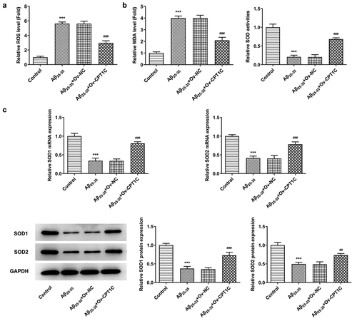 Figure 3. CPT1C overexpression attenuated oxidative stress in Aβ25-35-induced HT22 cells. Following transfection of Ov-CPT1C or Ov-NC for 24 h, HT22 cells were treated with Aβ25–35 for another 24 h