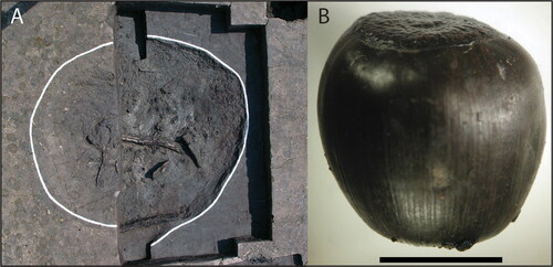 Figure 4. (A) waterlogged, storage pit no. 1 at Bibongri; (B) acorn meat (Quercus sp.) from this storage pit. Scale = 10 mm.
