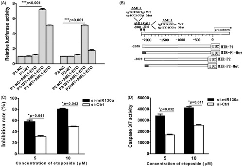 Figure 4. (A) Luciferase reporter gene assay. The results show that AML1/ETO could activate expression of vector containing the wild-type P1, the P1 mutant, and the wild-type P2, which could not activate the P2 mutant of the 5’-UTR sequence of pre-miR-130a. (NC = negative control luciferase reporter plasmid; P1-WT, P2-WT = luciferase plasmid containing the wild-type P1 or P2 sequence; P1-Mut, P2-Mut = luciferase plasmid containing the mutated P1 or P2 sequence; black = mutated regions). (B) Schematic structure of the luciferase plasmid construct. The results represent the average of three independent evaluations. (C) Growth inhibition by etoposide (5 μM) of transfected SKNO-1 cells after 24 h treatment. The results reveal that growth of SKNO-1 cells was obviously inhibited by etoposide compared to that transfected with the negative control miRNA inhibitor. (D) Caspase 3/7 activity in transfected SKNO-1 cells treated with different concentrations (5 μM and 10 μM) of etoposide for 24 h. The results show that the activity of caspase 3/7 increased significantly in SKNO-1 cells transfected with the miR-130a inhibitor compared to that transfected with the negative control inhibitor (*P = 0.032 and *P = 0.011, respectively).