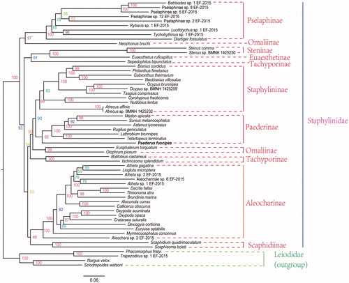 Figure 1. Maximum-likelihood tree of the mitogenomes of P. fuscipes and 58 other species from GenBank. The maximum-likelihood analysis was reconstructed by concatenated nucleotide sequences of 13 mitochondrial protein genes (10,869 bp) using IQ-TREE (Nguyen et al. Citation2015). Numbers alongside nodes refer to bootstrap support values. The name in the rough line is our determined mitochondrial genome. All 59 species accession numbers are listed as below: Eusphalerum torquatum (KT780648), Neophonus bruchi (KT780663), Olophrum piceum (NC_028605), Pselaphinae sp. 5 EF-2015 (KT780684), Pselaphinae sp. 8 EF-2015 (KT780689), Pselaphinae sp. 12 EF-2015 (KT780678), Batrisodes sp. 1 EF-2015 (KT780631), Diartiger fossulatus (KT780644), Lucifotychus sp. 1 EF-2015 (KT780656), Rybaxis sp. 1 EF-2015 (KT780672), Tychobythinus sp. 1 EF-2015 (KT780701), Pselaphinae sp. 2 EF-2015 (KT780680), Scaphidium quadrimaculatum (NC_028609), Scaphisoma boleti (KT780674), Astenus lyonessius (KT780626), Lathrobium brunnipes (KT780654), P. fuscipes (MG581161), Medon apicalis (KT780658), Rugilus geniculatus (NC_028608), Sunius melanocephalus (KT780696), Tetartopeus terminatus (NC_028613), Euaesthetus ruficapillus (KT780646), Stenus sp. BMNH 1425230 (KT876913), Stenus comma (KT780694), Atrecus sp. BMNH 1425232 (KT876882), Atrecus affinis (NC_028597), Neobisnius villosulus (KT780662), Philonthus fimetarius (KT780669), Bisnius sordidus (KT780632), Gabronthus thermarum (NC_028601), Ocypus sp. BMNH 1425259 (KT876908), Ocypus brunnipes (KT780665), Tasgius compressus (KT780697), Gyrohypnus fracticornis (KT780650), Nudobius lentus (KT780664), Atheta gagatina (KT780629), Aleochara sp. 2 EF-2015 (KT780622), Aleocharinae sp. 6 EF-2015 (KT780687), Aloconota currax (KT780624), Atheta sp. 2 EF-2015 (KT780628), Atheta sp. 1 EF-2015 (KT780627), Callicerus obscurus (NC_028598), Liogluta microptera (NC_028602), Euryusa optabilis (NC_028600), Myrmecocephalus concinnus (NC_028604), Dexiogyia corticina (KT780643), Oxypoda acuminata (NC_028606), Crataraea suturalis (KT780639), Oxypoda opaca (JX412751), Brundinia marina (KT780635), Thinonoma atra (KT780699), Dacrila fallax (NC_028599), Bolitobius castaneus (KT780633), Ischnosoma splendidum (KT780653), Sepedophilus bipunctatus (NC_028611), Nargus velox (KT780661), Trapezodirus sp. 1 EF-2015 (KT780700), Phacomorphus fratyi (NC_028607), Sciodrepoides watsoni (NC_028610).