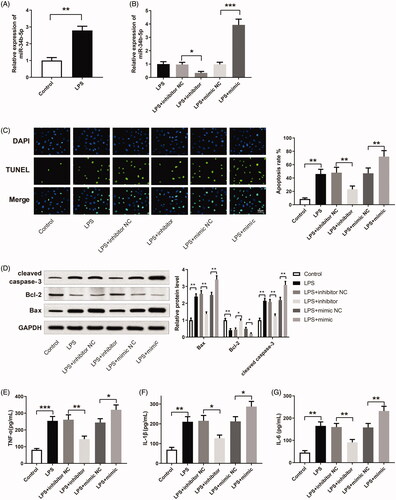 Figure 2. miR-34b-5p promotes LPS-induced apoptosis and inflammatory response in HK-2 cells. Notes: (A) qRT-PCR detected the expression of miR-34b-5p in LPS-induced HK-2 cells; **P < 0.01, compared to the control group. After transfection of miR-34b-5p inhibitor or miR-34b-5p mimic in LPS-induced HK-2 cells, (B) qRT-PCR detected the expression of miR-34b-5p in HK-2 cells; (C) TUNEL staining measured the apoptosis rate of HK-2 cells; (D) Western blotting detected the expressions of Bax, Bcl-2 and cleaved caspase-3 in HK-2 cells; ELISA measured the levels of TNF-α (E), IL-1β (F), and IL-6 (G) in the supernatant of HK-2 cells; scale bar = 50 μm; *P < 0.05, **P < 0.01, ***P < 0.001, compared to the control group, LPS + inhibitor NC group or LPS + mimic NC group. LPS: lipopolysaccharide.