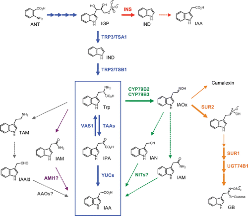 Fig. 2. A schematic model of the IAA biosynthetic pathways and secondary metabolic pathways in Arabidopsis.