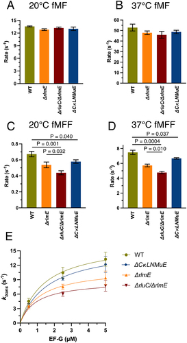 Figure 2. In vitro fast kinetics-based elongation assays of KO ribosomes. fMet-Phe (fMF) dipeptide formation rates at 20°C (A) and 37°C (B), and fMet-Phe-Phe (fMFF) tripeptide formation rates at 20°C (C) and 37°C (D). (E) Calculated translocation rates at 37°C with different EF-G concentrations. Error bars are standard errors, n ≥ 2. p values are not shown for non-significant comparisons. Left three bars in Fig. 2D taken from Liljeruhm et al. (2022).