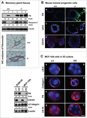 Figure 4. For figure legend, see page 2715.Figure 4 (See opposite page). Impact of CD151 removal on the ECM expression and distribution in murine mammary glands and progenitor cells. (A) ECM proteins in murine mammary glands. Top panel: Protein analyses were performed with mammary tissues from CD151 wild-type (+/+) or null (−/−) mice (n = 3) and fold changes were indicated. Bottom panel: IHC staining of fibronectin in mammary tissues of CD151 WT and KO mice. (B) Distribution of ECM proteins surrounding acinar-like structures formed by murine mammary CD24HiCD49fLow subpopulations under 3D culture. Fibronectin (FN): a-b. laminin-332 (LN-5): c-d. CD151: e-f. Red: Antibody staining; Blue: DAPI for nuclei. CD151 WT: a, c and e; CD151 KO: b, d and f. The CD24HiCD49fLow subpopulation was prepared from 10–14 week old mice as described in Figure 3. (C) Changes in expression and distribution of ECM proteins, i.e., laminin-332 (LN-5), laminin-511 (LN-10), collagen I or fibronectin (FN) and integrins in cultured human breast epithelial cell lines (SUM-149, MCF-10A). Left panel, immunoblotting of FN, CD151, α3 integrin and β-actin in SUM-149 and MCF-10A cell lines with or without CD151 knockdown (CT, KD). Right panel, CD151 knockdown effect on ECM composition in MCF-10A cells. All IF staining of ECM molecules (red) or DAPI (blue) for nuclei were visualized and imaged under confocal microscope. Scale bars for (A–C): 50 μm.