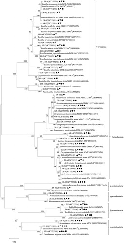 Figure 2. Phylogenetic relationships among bacterial isolates with multiple PGP traits from bulk soil of C. microphylla based on the partial 16S rRNA gene sequences. The potential PGP traits of bacterial isolates are indicated with the following symbols: ▲ nitrogen fixation, ▼ phosphate solubilization, ● siderophore production, ◆ ACC production, ■ IAA production.
