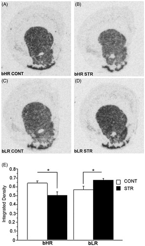 Figure 6. Dopamine D2 receptor mRNA expression in the Nacc following the challenge cocaine injection of a representative stress-naïve bHR rat (A), a stress-exposed bHR rat (B), a stress-naïve bLR rat (C) and a CVS-exposed bLR rat (D). Panels A, B, C and D show images of coronal hemisections of the Nacc that were radioactively labeled with an antisense cRNA probe against D2R mRNA and exposed on an x-ray film. Means of quantification results for integrated density ± SEMs are plotted with the bar graph (E).