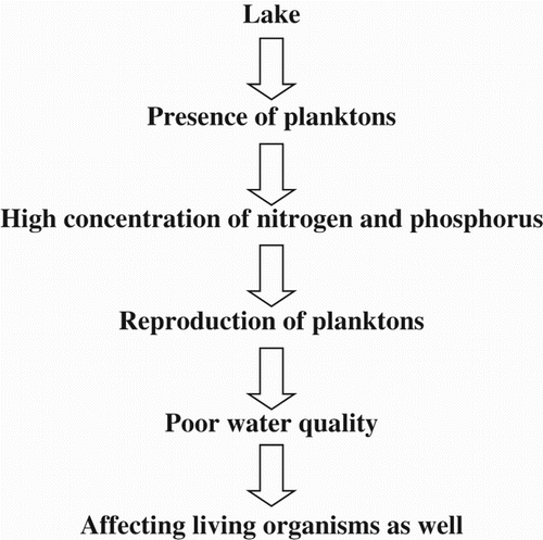 Figure 4. Flow chart of planktons indicating pollution (lake condition).