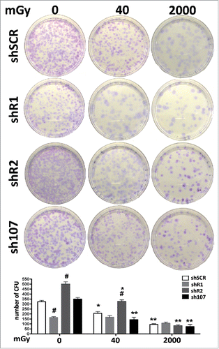 Figure 5. Stemness analysis by CFU assay. For each silenced condition, the pictures show representative crystal violet staining of clones obtained after 14 d of incubation. The graph shows the mean number of clones per 1,000 cells plated in a 100-mm dish. Data are expressed with standard deviations. shR1, shR2 and sh107 cells were tested vs. control MSCs (shSCR, #p < 0.05). In each silenced condition (shSCR, shR1, shR2 and sh107), we compared irradiated versus unirradiated cells (*p < 0.05; **p < 0.01). The shSCR wild type MSCs; shR1, shR2 and sh107 are MSCs with silenced RB1, RB2/P130 and P107, respectively.