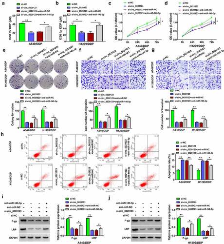 Figure 4. Inhibition of miR-140-3p partly rescued the effect of si-circ_0020123 on DDP resistance in NSCLC cells. Transfection of si-NC, si-circ_0020123, si-circ_0020123+ anti-miR-NC or si-circ_0020123+ anti-miR-140-3p was performed in A549/DDP and H1299/DDP cells. (a-b) CCK-8 assay was carried out to analyze the IC50 for DDP after different concentrations of DDP treatment. (c-e) CCK-8 assay (c-d) and colony formation assay (e) were used for proliferation analysis under 10 µM DDP treatment. (f-g) Transwell assay was applied to evaluate cell migratory or invasive ability under 10 µM DDP treatment. (h) Cell apoptosis was measured by flow cytometry under 10 µM DDP treatment. (i-j) Western blot was implemented for the protein expression detection of P-gp and LRP under 10 µM DDP treatment. Each experiment was performed for three times with three parallels each time. Data were exhibited as the mean ± standard deviation (SD). Student’s t-test and one-way analysis of variance (ANOVA) followed by Tukey’s test were used for statistical analysis. *P < 0.05, **P < 0.01.