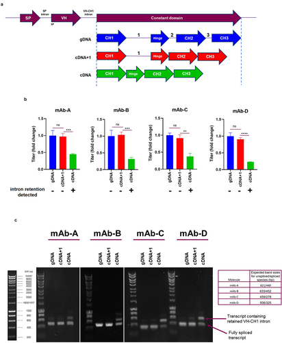 Figure 4. VH-CH1 intron is retained in the absence of HCCD-intron1 (a) Depiction of the different HCCD intron arrangements evaluated in plasmids expressing four different mAbs; mAb-A, mAb-B, mAb-C and mAb-D. Stable CHO pool were generated and evaluated using a fed-batch process. (b) Terminal fed-batch titers represented as fold change compared to gDNA for each molecule. The graphs show the mean + SD, n = 3 in all cases, statistical analysis was performed using an unpaired t-test, **= P < 0.005, ***=P < 0.005, ****=P < 0.0005, ns=not significant. Intron retention data from (c) is summarized beneath each construct tested, + = high level intron retention detection, - = little/no intron retention detected. (c) Evaluation of cDNA in a PCR based VH-CH1 intron retention assay using primers designed to anneal to each unique IgG variable HC and a common reverse primer in the CH1 constant region. PCR products were resolved and visualized on a 1% agarose gel. Molecular marker is Bioline HyperLadder 1kb. Table describes expected band sizes for spliced or unspliced species.