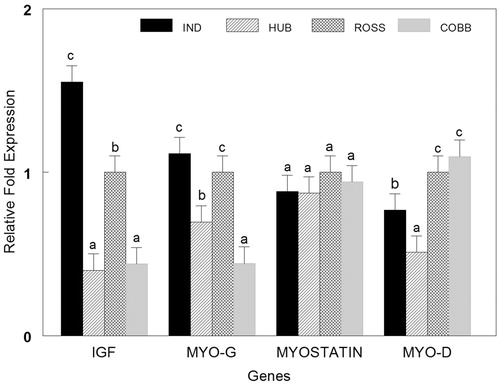 Figure 2. Normalized fold expression of IGF-I, MYO-D, MYO-G and MSTN genes in four broiler strains (IND: Indian River, HUB: Hubbard, Cobb 500, Ross 308). Different letters (a, b, c, d) indicate significant difference among strains.