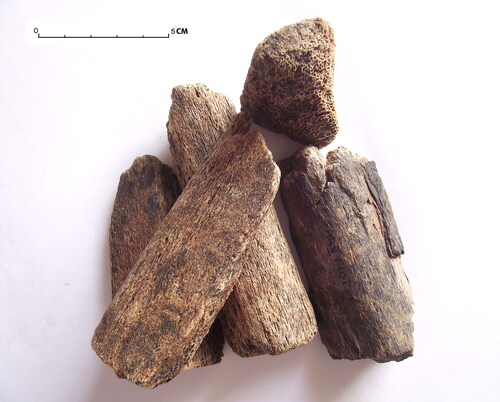 Fig 2 Whale bone specimens from Hamwic—Melbourne Street. Photograph by I Riddler.