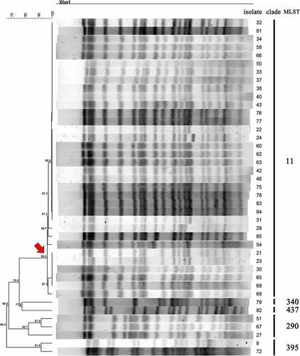 Figure 1 PFGE patterns and STs among 41 clinical CRKP isolates Each PFGE clade is defined based on the similarity and indicated by a black line. The strain number and MLST types are included along each PFGE lane. The red arrow indicates a primary branch that contains a number of isolates with close genetic relationship.