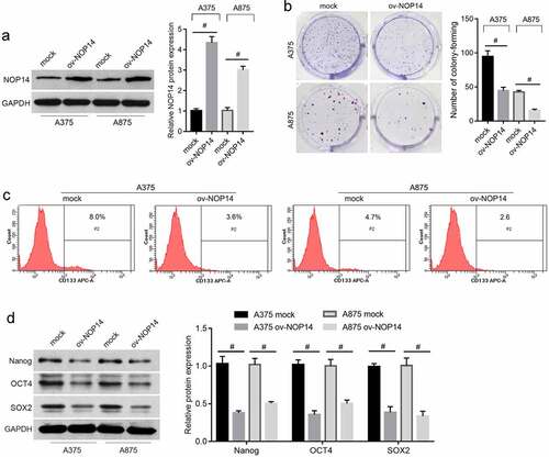 Figure 1. NOP14 overexpression suppressed melanoma cell stemness. A375 and A875 cells overexpressing NOP14 were grouped as ov-NOP14, and the control group was named mock. (a): NOP14 overexpression was verified using western blotting. B–D: NOP14 overexpression suppressed cell colony formation (b); decreased the CD133+ cell percentage; (c) and downregulated Nanog, SOX2, and OCT4 protein expression (d), as analyzed using cell colony formation assays, flow cytometry analysis, and western blotting. #P < 0.05 for the ov-NOP14 group versus the mock group.