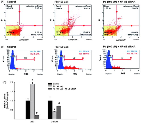 Figure 6. Effect of NF-κB knockdown on Pb-induced lung toxicities. A549 cells were transfected with NF-κB siRNA before treated for 24 h with Pb (100 µM). (A) the percentage of cells underwent apoptosis was determined by flow cytometry using annexin V/PI. (B) The formation of ROS was determined using DCF as a substrate. (C) GSTA1 and p53 mRNA expression levels were quantified by RT-PCR normalized to β-actin housekeeping gene. The values represent mean of fold change ± SEM (n = 6, triplicate). *p < 0.05 compared to control; #p < 0.05 compared to Pb treatment.
