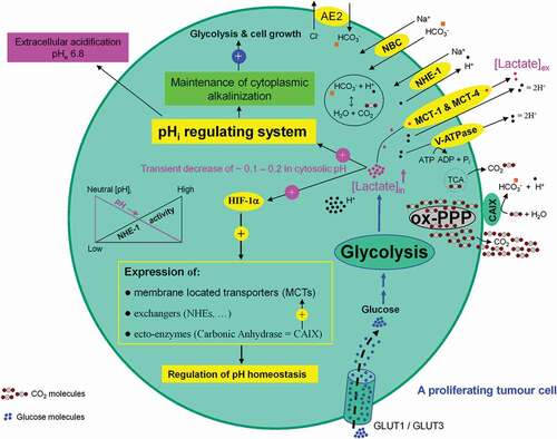 Figure 11. Association between high glycolytic flux and extracellular pH (pHe) gradient formation by carbonic anhydrase, as well as proton pump and exchangers. Glycolysis-associated lactate generation promotes hypoxia-inducible factor-1a (HIF-1α) activation and HIF-1α dependent transcription of several proton channels and exchangers. Extrusion of protons (H+) by these regulators contributes to a concomitant extracellular acidification (pHe: 6.8) and intracellular alkalinization (pHi: 7.2) in growing tumor cells. Additional source of tumor microenvironment acidity is the activity of carbonic anhydrase IX (CAIX). CAIX-dependent hydration of carbon dioxide (CO2) – predominantly generated by the oxidative branch of the pentose phosphate pathway (ox-PPP) and to a lesser extent by TCA cycle – delivers protons (H+) and hydrogen carbonate (HCO3−) ions. Subsequent uptake of HCO3− by Na+-dependent bicarbonate (NBC) transporter and anion exchanger 2 (AE2), replenishes the intracellular HCO3−. Titration of HCO3− by intracellular H+ ions, produced by glycolysis, results in the formation of CO2 which rapidly diffuses across the plasma membrane, where it meets CAIX. MCT: monocarboxylate transporter, V-ATPase: vacuolar-type proton ATPase, NHE-1: sodium/hydrogen exchanger 1, AE2: anion exchanger 2, NBC: sodium/bicarbonate (Na+/HCO3−) co-transporter, CAIX: carbonic anhydrase 9.