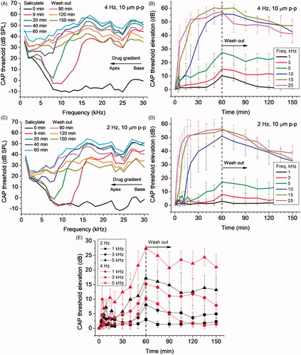 Figure 4. Effect of combined application of 5 µl, 100 mM salicylate solution and continuous RW probe vibrations at frequencies of 4 Hz (A, B, E) and 2 Hz (C, D, E). Salicylate was applied at time zero and RW probe vibrations started at the same time. Salicylate was washed out after 60 min. (A, C). CAP thresholds for different times of salicylate application/RW vibrations (color coded curves) as a function of acoustic stimulus frequency (mean values, SDs are not shown for clarity, N = 4). (B, D). CAP threshold elevations relative to the thresholds before salicylate application (time zero) for a few acoustic stimulus frequencies (colour coded curves) which correspond to different locations along the cochlea (mean ± SD, N = 6 and 4 for (B) and (D) respectively). (E). CAP threshold elevations relative to the thresholds before salicylate application (time zero) for acoustic stimulus frequencies (different symbols) corresponding to apical half of the cochlea (mean ± SD, N = 6 and 4 for 4 and 2 Hz of probe vibrations respectively). Statistically significant (p < .05, unpaired t-test) differences between the threshold elevations for probe vibrations at 4 and 2 Hz are observed after 60 min of salicylate application/RW vibrations.