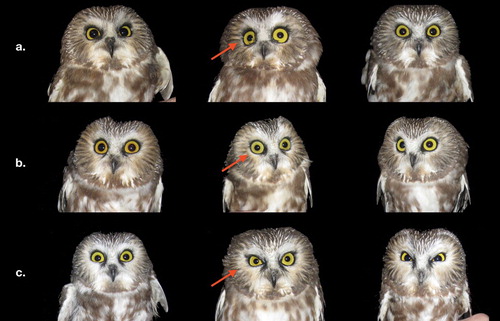 Figure 2. Examples of facial white scoring assigned to Northern Saw-whet Owls, with arrows indicating areas considered during score assignment. (a) Individuals with no white encompassing the eyes, (b) individuals with faint or thin rings of white encircling the eyes, and (c) individuals with broad white rings encircling the eyes.