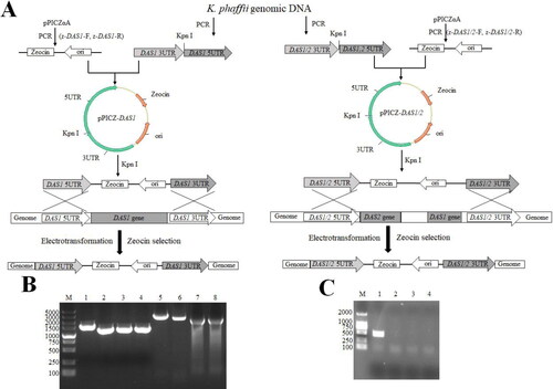 Figure 2. Schematic representation of experimental procedures for DAS gene knockout and identification. (A) Construction strategy of DAS1 gene disruption cassette. (B) Construction strategy of DAS1, DAS2 gene disruption cassette. M: DL5000 (Takara Biomedical Technology (Beijing) Co., Ltd), 1: DAS1 3 UTR, 2: DAS1 5 UTR, 3: DAS1/2 3 UTR, 4: DAS1/2 5 UTR, 5: DAS1 5 UTR- DAS1 3 UTR, 6: DAS1/2 5 UTR- DAS1/2 3 UTR, 7: Zeocin-ori fragment of pPICαA by PCR with Z-DAS1-F and z-DAS1-R, 8: Zeocin-ori fragment of pPICαA by PCR with Z-DAS1/2-F and Z-DAS1/2-R. (C) PCR results of K. phaffii transformants. M: DL2000 (Takara Biomedical Technology (Beijing) Co., Ltd), 1: positive control, 2: negative control, 3: K. phaffii SAM △DAS1, 4: K. phaffii SAM △DAS1/△DAS2.