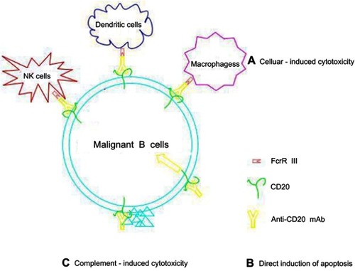 Figure 2 Putative mechanism of action of obinutuzumab.