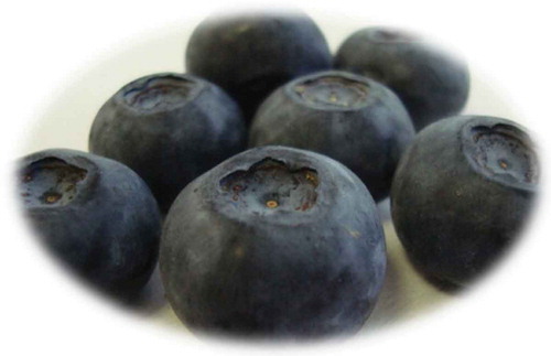 Figure 2. Blueberries harvested at commercial maturation stage.