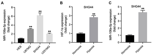 Figure 1 MiR-106a-5p was upregulated in hypoxic glioma cells. (A) The level of miR-106a-5p in HEB, U87MG, SHG44 and U251MG cells was detected by RT-qPCR. (B) The level of HIF-1α in hypoxic or normoxia glioma cells was assessed by RT-qPCR. (C) The level of miR-106a-5p in hypoxic or normoxia glioma cells was assessed by RT-qPCR. **P< 0.01 compared to HEB or normoxia.