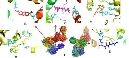 Figure 2 Binding site of amoxycillin (A), compound 1 (B), ampicillin (C), enalapril (D), esomeprazole (E) against amino acid residue from PrgQ proteins (F).