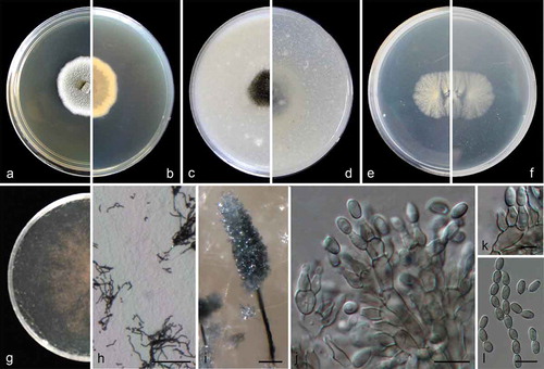 Figure 3. Cephalotrichum laeve (ex-holotype CGMCC 3.18329). (a–b). Colony on PDA (front and reverse). (c–d). Colony on OA (front and reverse). (e–f). Colony on MEA (front and reverse). (g). Colony on SGM (front). (h). Hyphae and conidia chains on the surface of SGM. (i). Synnema. (j). Detail of the apical portion of synnema. (k). Conidiogenous cells. (l). Conidia. Scale bars: H–J = 100 μm; K = 5 μm; L = 10 μm.